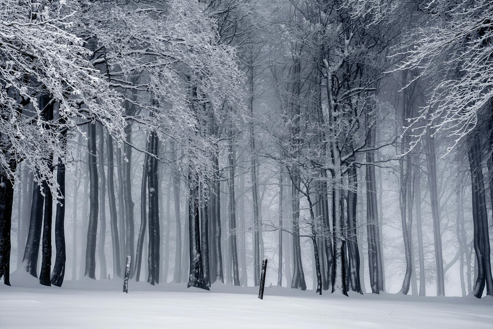 Frosted alpine forest in fog